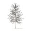 American Sweetgum with Snow 3D Model 5.4m