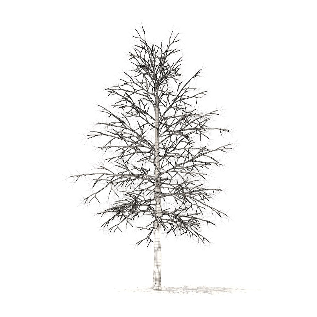 american sweetgum snow 5 3D model https://p.turbosquid.com/ts-thumb/A1/MotbOY/Eb7heZaq/cgaxis_models_100_3602grid/jpg/1524816196/1920x1080/fit_q87/95dd4d29aec6b5211647b28204436e2c2ba32c9c/cgaxis_models_100_3602grid.jpg