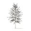 American Sweetgum with Snow 3D Model 5.4m