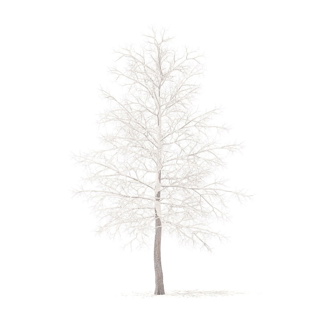 american sweetgum snow 5 3D model https://p.turbosquid.com/ts-thumb/A1/MotbOY/X7VygoAB/cgaxis_models_100_3601/jpg/1524816196/1920x1080/fit_q87/b8261bd9ec535867f91152313ac3930dd28b0c8b/cgaxis_models_100_3601.jpg