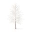 American Sweetgum with Snow 3D Model 5.4m