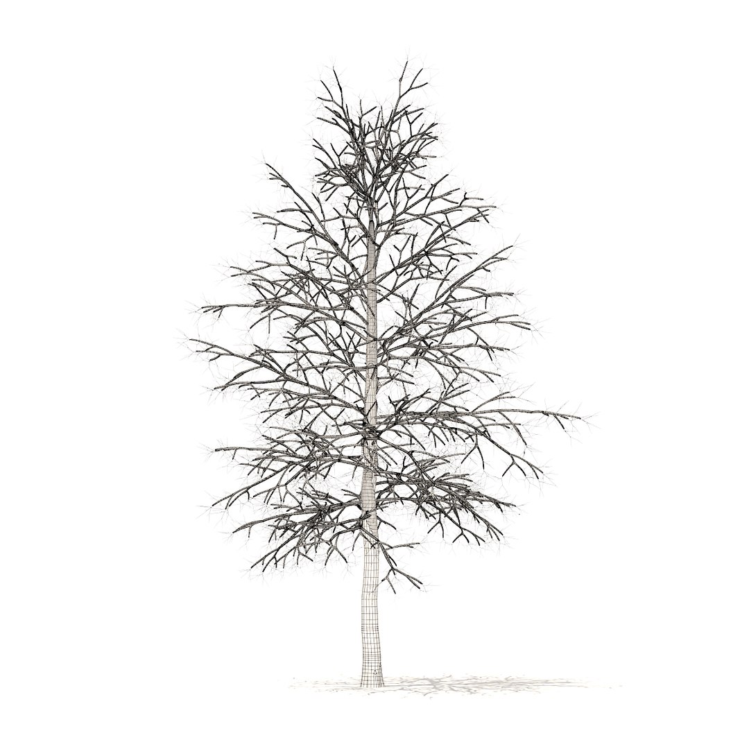 american sweetgum snow 5 3D model https://p.turbosquid.com/ts-thumb/A1/MotbOY/iaMqiR6o/cgaxis_models_100_3600grid/jpg/1524816196/1920x1080/fit_q87/eac9b5040787064be2c6d6a97a88f10a8c06db0e/cgaxis_models_100_3600grid.jpg