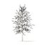 American Sweetgum with Snow 3D Model 5.4m