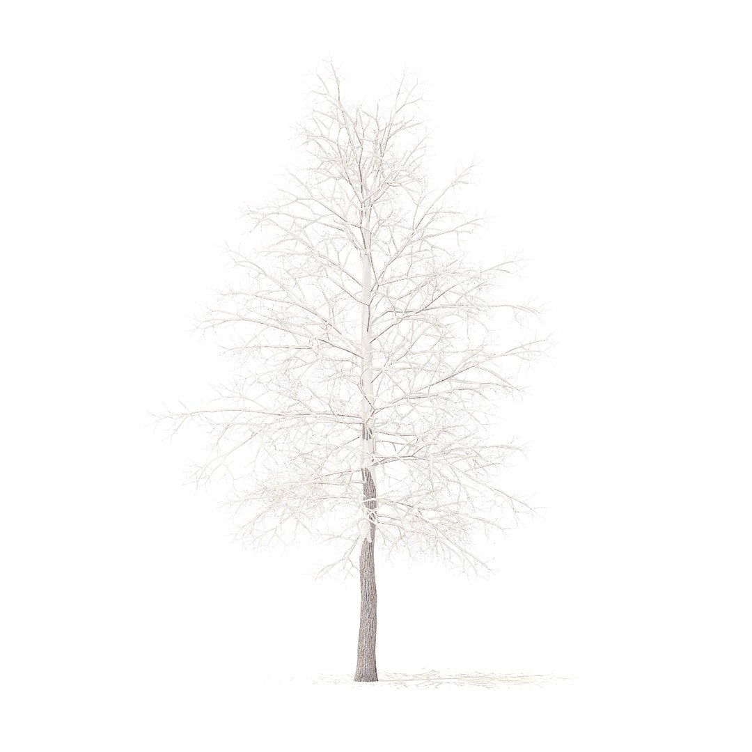american sweetgum snow 5 3D model https://p.turbosquid.com/ts-thumb/A1/MotbOY/yM1YsvxM/cgaxis_models_100_3602/jpg/1524816196/1920x1080/fit_q87/5ca0fbd7d0652cb2547f16a2c614172a1404dd4b/cgaxis_models_100_3602.jpg