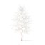 American Sweetgum with Snow 3D Model 5.4m