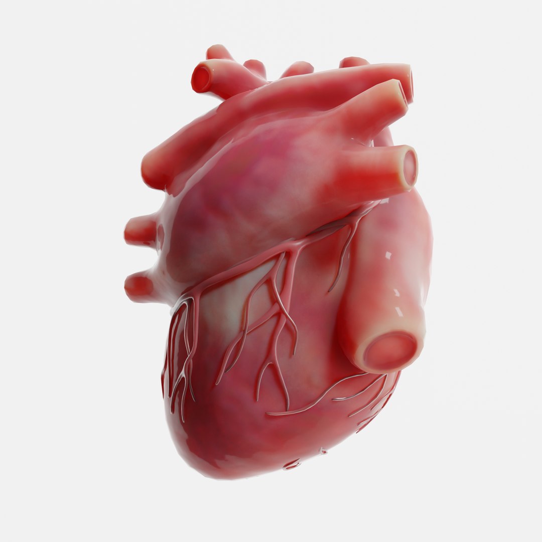 Modeled human heart 3D model - TurboSquid 1655072