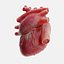 Corazón humano