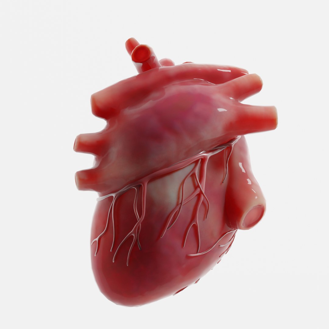 modeled human heart 3D model https://p.turbosquid.com/ts-thumb/A1/P1kjwS/FSRGZ6Sk/5/png/1606314518/1920x1080/fit_q87/3c2d1834b236973326a97c1516fd88f8314a56fb/5.jpg