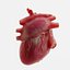 Corazón humano