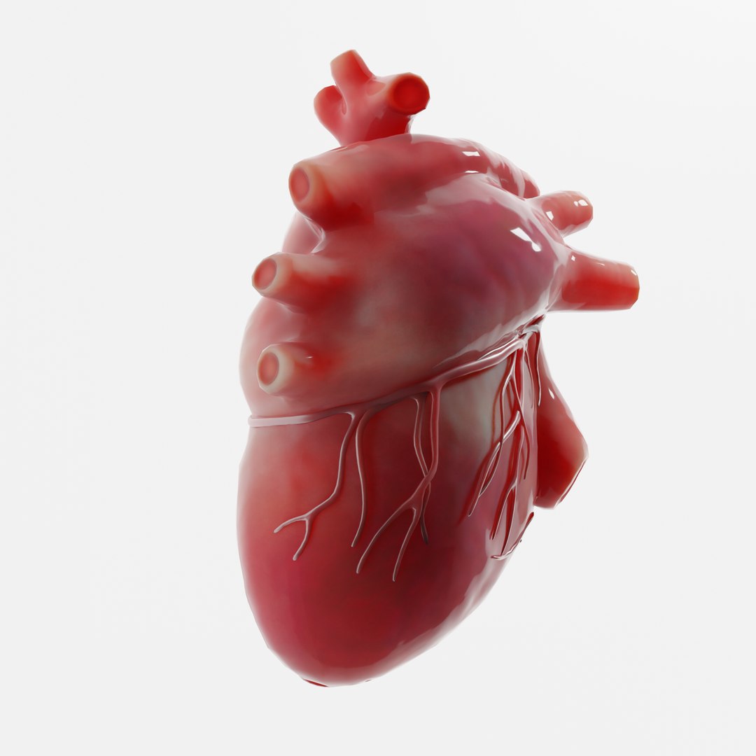 modeled human heart 3D model https://p.turbosquid.com/ts-thumb/A1/P1kjwS/H0W1MLN9/6/png/1606314518/1920x1080/fit_q87/5d1e2e1f4b8fa6e6e39e529ee196b0d9f01eb5b0/6.jpg