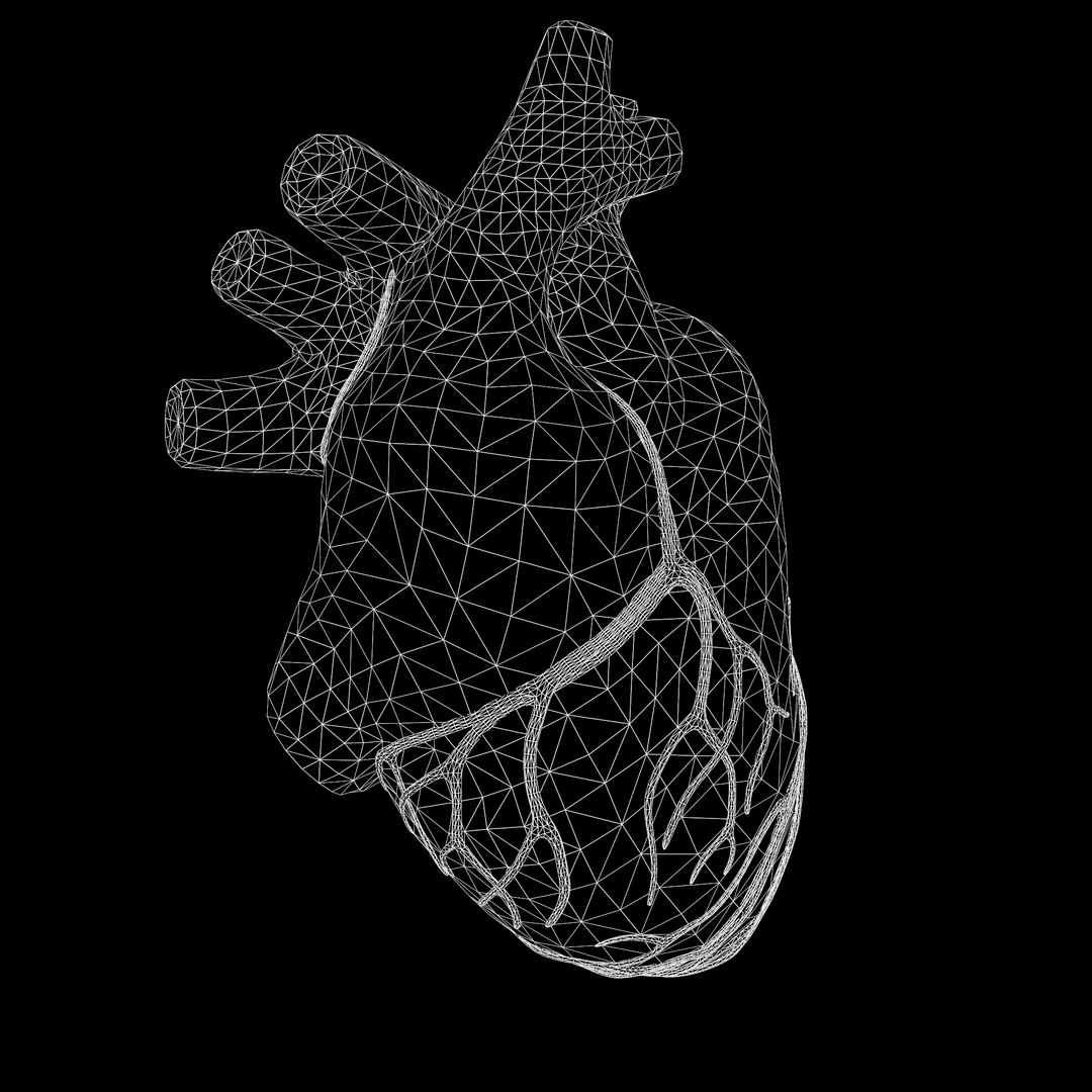 modeled human heart 3D model https://p.turbosquid.com/ts-thumb/A1/P1kjwS/O9pErepA/w3/png/1606314518/1920x1080/fit_q87/a80364b82f567bc1ccb561325908e6d5f3f34c3c/w3.jpg