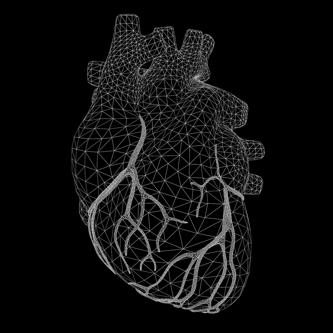 modeled human heart 3D model https://p.turbosquid.com/ts-thumb/A1/P1kjwS/PtbC2JJn/w2/png/1606314518/1920x1080/fit_q87/e8ca50030dc816cc960a896c8e884faed5071ccd/w2.jpg