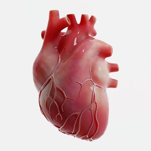 Human Heart