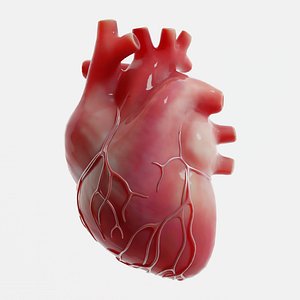 Human Heart