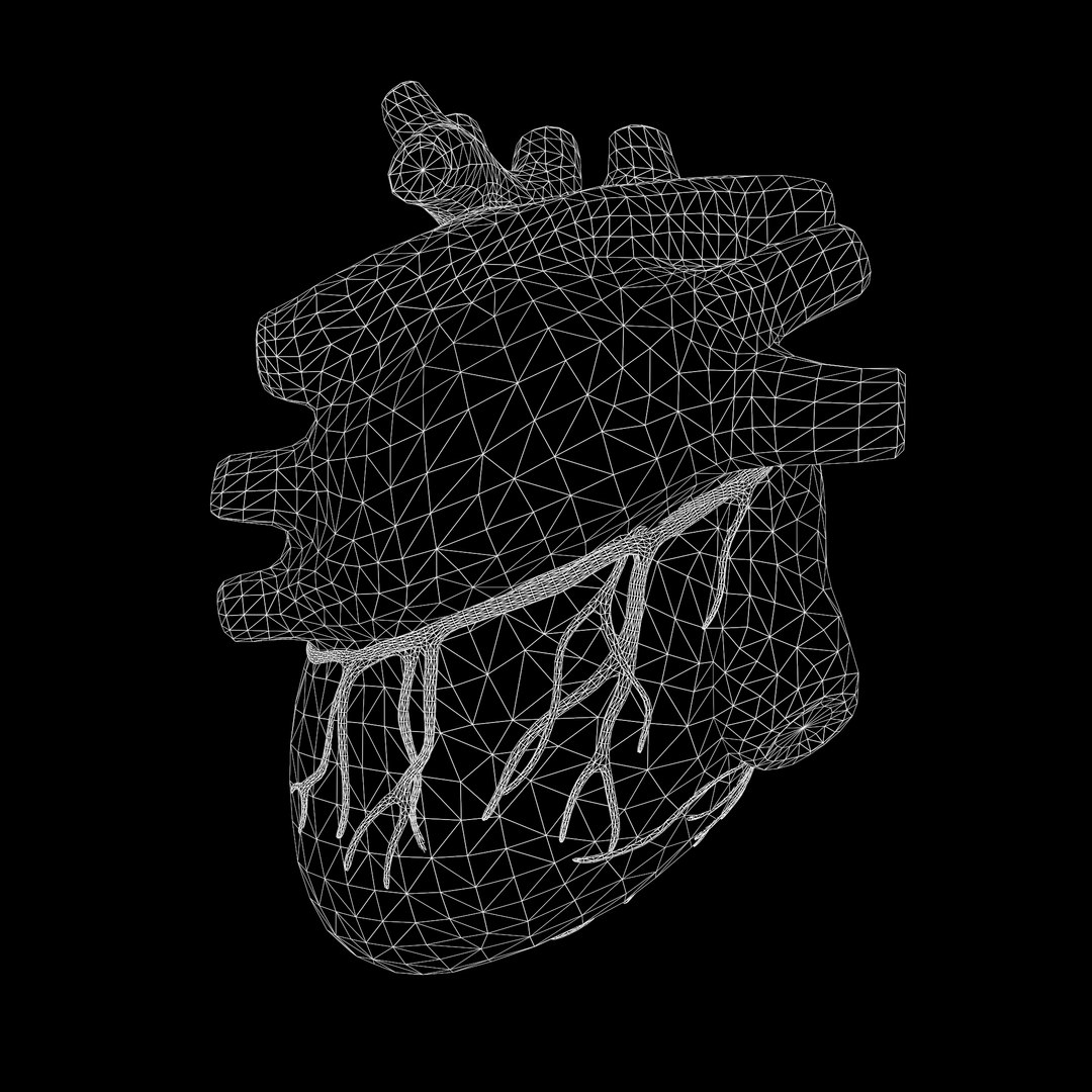 modeled human heart 3D model https://p.turbosquid.com/ts-thumb/A1/P1kjwS/l2Asamlh/w4/png/1606314518/1920x1080/fit_q87/aceb2beecc81ee78abf3cc803b0c89fec33dafe1/w4.jpg