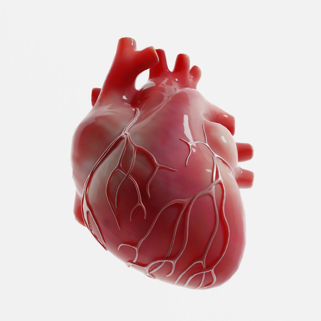 modeled human heart 3D model https://p.turbosquid.com/ts-thumb/A1/P1kjwS/tQYS1YBr/4/png/1606314518/1920x1080/fit_q87/06023c8c79cb47b7090bc17c7b4be51ebf496f80/4.jpg