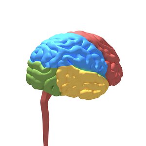 Anatomy Human Brain Nervous Cerebrum