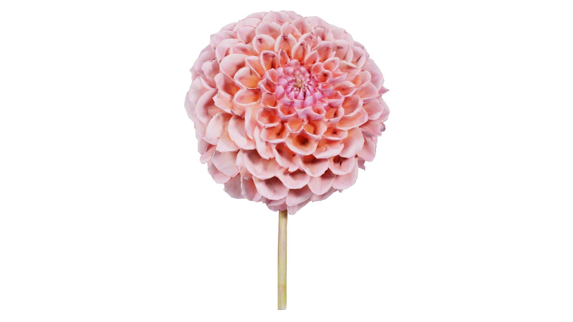 3D Garden Dahlia Red Remastered https://p.turbosquid.com/ts-thumb/A1/ZB35je/BY/garden_dahlia_red_00/jpg/1740376015/1920x1080/fit_q87/5fb19034fa4bc8a60d25e949fe095512380a3776/garden_dahlia_red_00.jpg