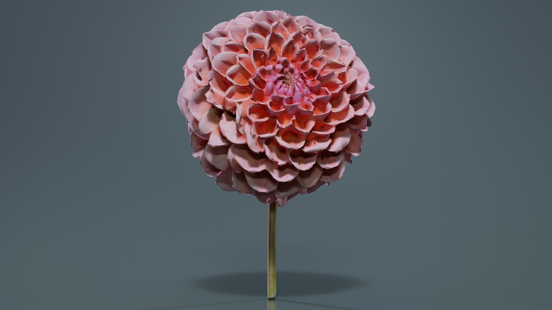 3D Garden Dahlia Red Remastered https://p.turbosquid.com/ts-thumb/A1/ZB35je/vz/garden_dahlia_red_03/jpg/1740376022/1920x1080/fit_q87/a15f4e0c486b7b21da1dc615f4ee8cefab797b06/garden_dahlia_red_03.jpg