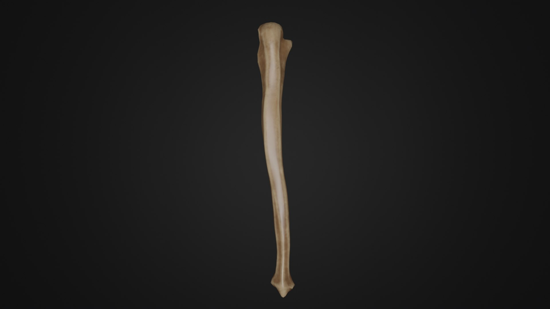 Human Anatomy-Skeletal System-Ulna Bone Model - TurboSquid 2216889