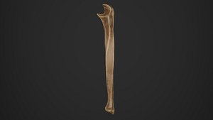 Human Anatomy-Skeletal System-Ulna bone
