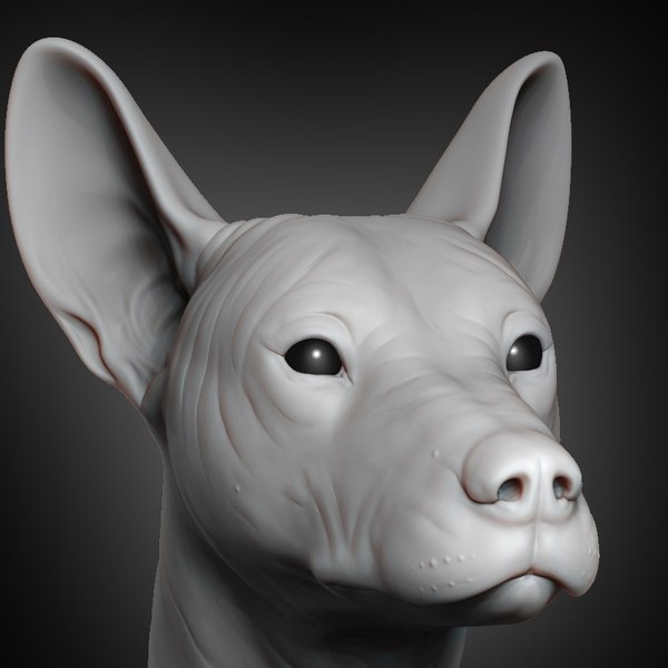 3D mexican hairless dog head