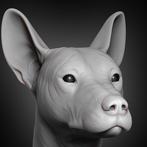 Mexican Hairless Dog Head