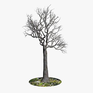 Naked Tree