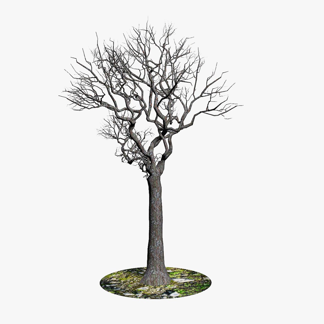 generic naked tree branches x https://p.turbosquid.com/ts-thumb/A1/gsXIat/DLEu6xkP/5/jpg/1343827115/1920x1080/fit_q87/869519ae583bb055c4f9332ed09e95fb2c14d982/5.jpg