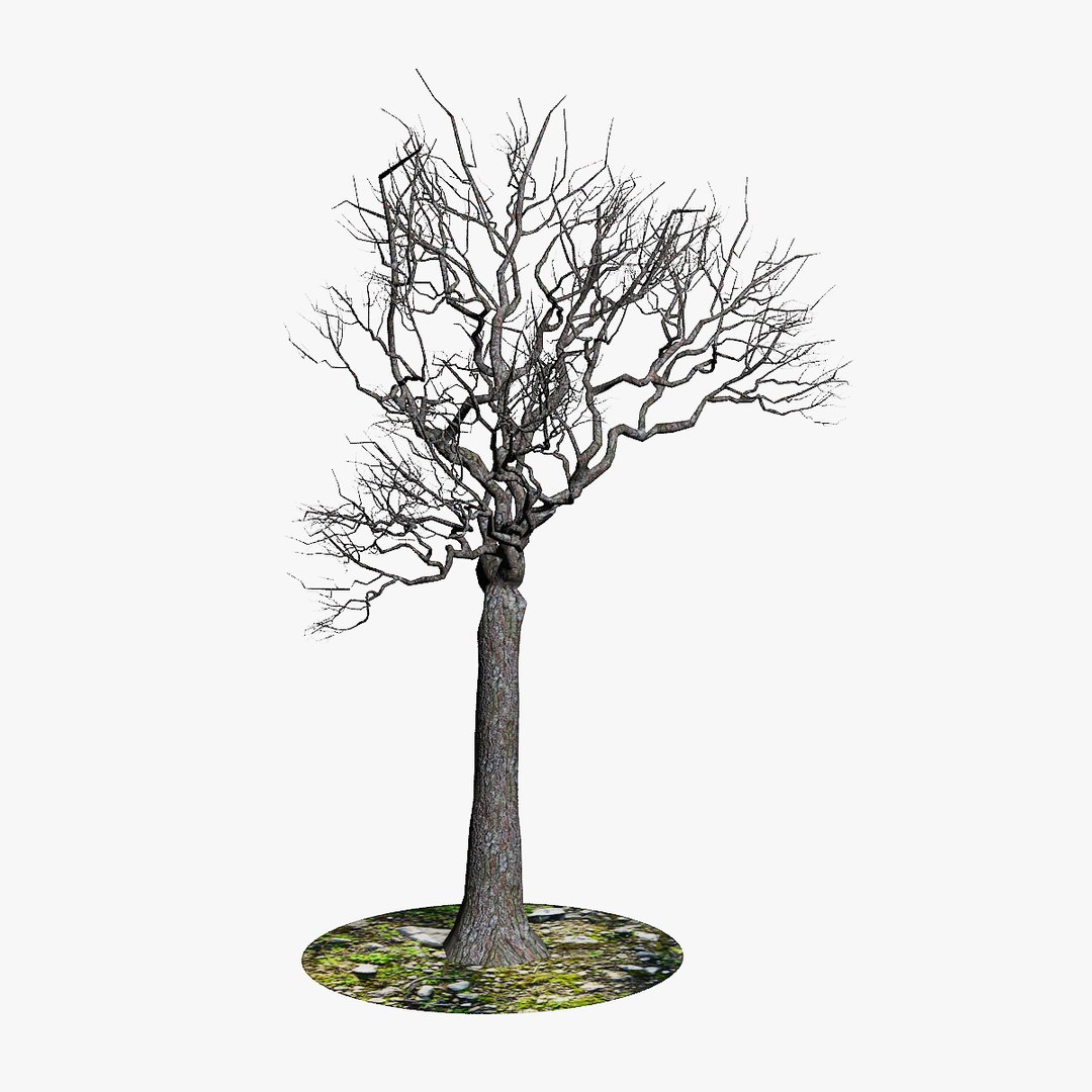 generic naked tree branches x https://p.turbosquid.com/ts-thumb/A1/gsXIat/J9fCrzM5/3/jpg/1343827115/1920x1080/fit_q87/5a3c4ca018da70d801e5bdaf1eec07eb5feeda7c/3.jpg