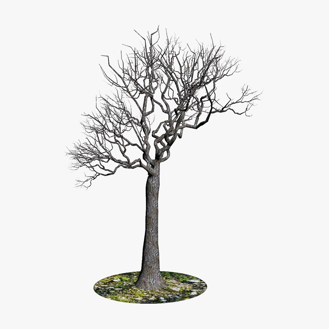 generic naked tree branches x https://p.turbosquid.com/ts-thumb/A1/gsXIat/p8Y4BIAA/4/jpg/1343827115/1920x1080/fit_q87/0616fd1a83cca48175fefab77dbe9e09267d822d/4.jpg