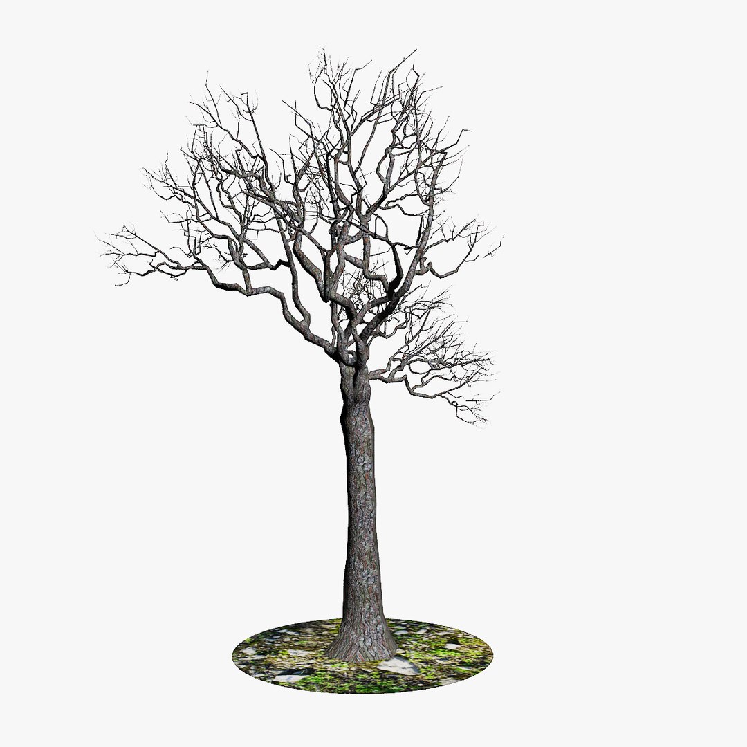 generic naked tree branches x https://p.turbosquid.com/ts-thumb/A1/gsXIat/zsgi3IOa/6/jpg/1343827115/1920x1080/fit_q87/ed08676a208fa2cb48958b2bb6629f1ad7906333/6.jpg