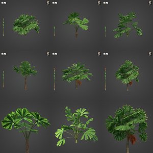 3D 2021 PBR Queensland Fan Palm Collection - Licuala Ramsayi