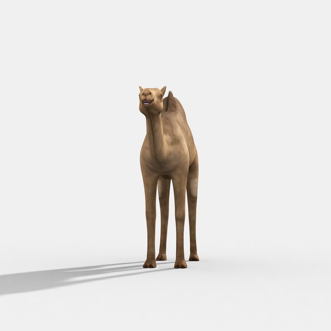 max camel https://p.turbosquid.com/ts-thumb/A1/ljoJHi/8bDlG1i4/camel07/jpg/1459051590/1920x1080/fit_q87/486d0bebe2538bb05223e3bea934a8feae1e1b36/camel07.jpg