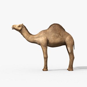 max camel