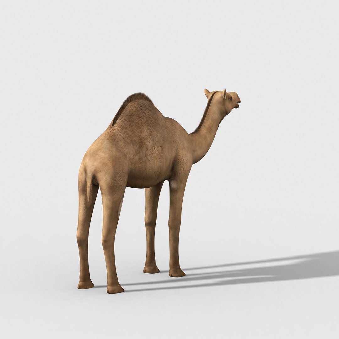 max camel https://p.turbosquid.com/ts-thumb/A1/ljoJHi/TXNZFsQV/camel04/jpg/1459051590/1920x1080/fit_q87/bef164382d9524f3dde1d0228a1ab68c1ffd0c57/camel04.jpg