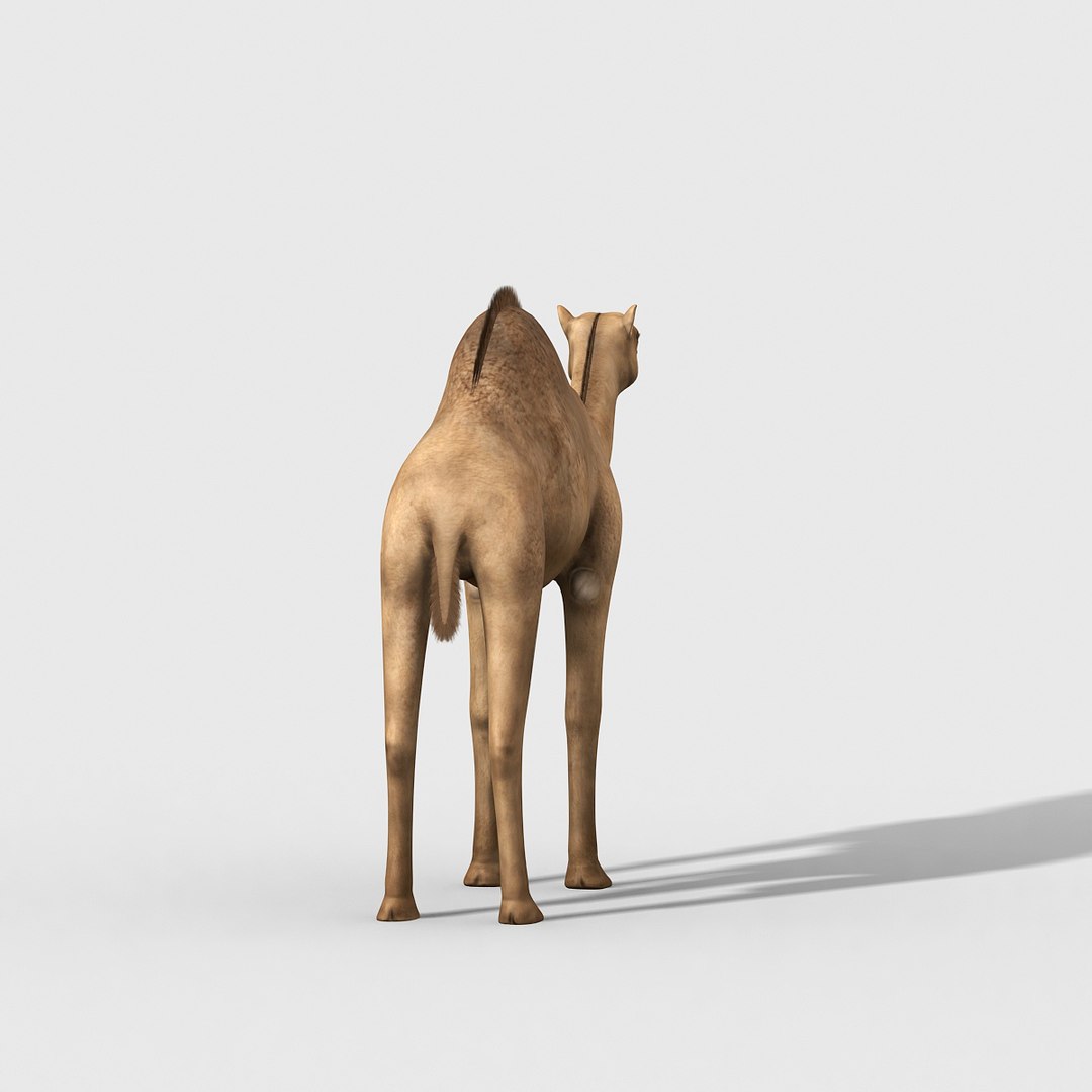 max camel https://p.turbosquid.com/ts-thumb/A1/ljoJHi/WrMeNvT4/camel03/jpg/1459051590/1920x1080/fit_q87/046779e5c5597c4239d4bdcfd019c01945391525/camel03.jpg