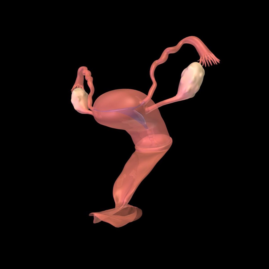 Female Reproductive Vagina 3d Model