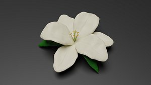 Lilium