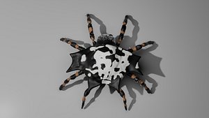 spider