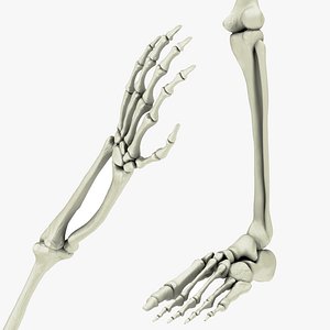 skeletal hand arm leg foot 3D