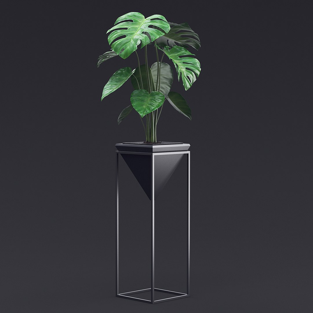 3D Cheese Plant III model https://p.turbosquid.com/ts-thumb/A1/uEcpzf/4S/cheese_plant_3_2/jpg/1681664893/1920x1080/fit_q87/14354be70b12b3ec12b2eb1d9aa77b392f77494d/cheese_plant_3_2.jpg