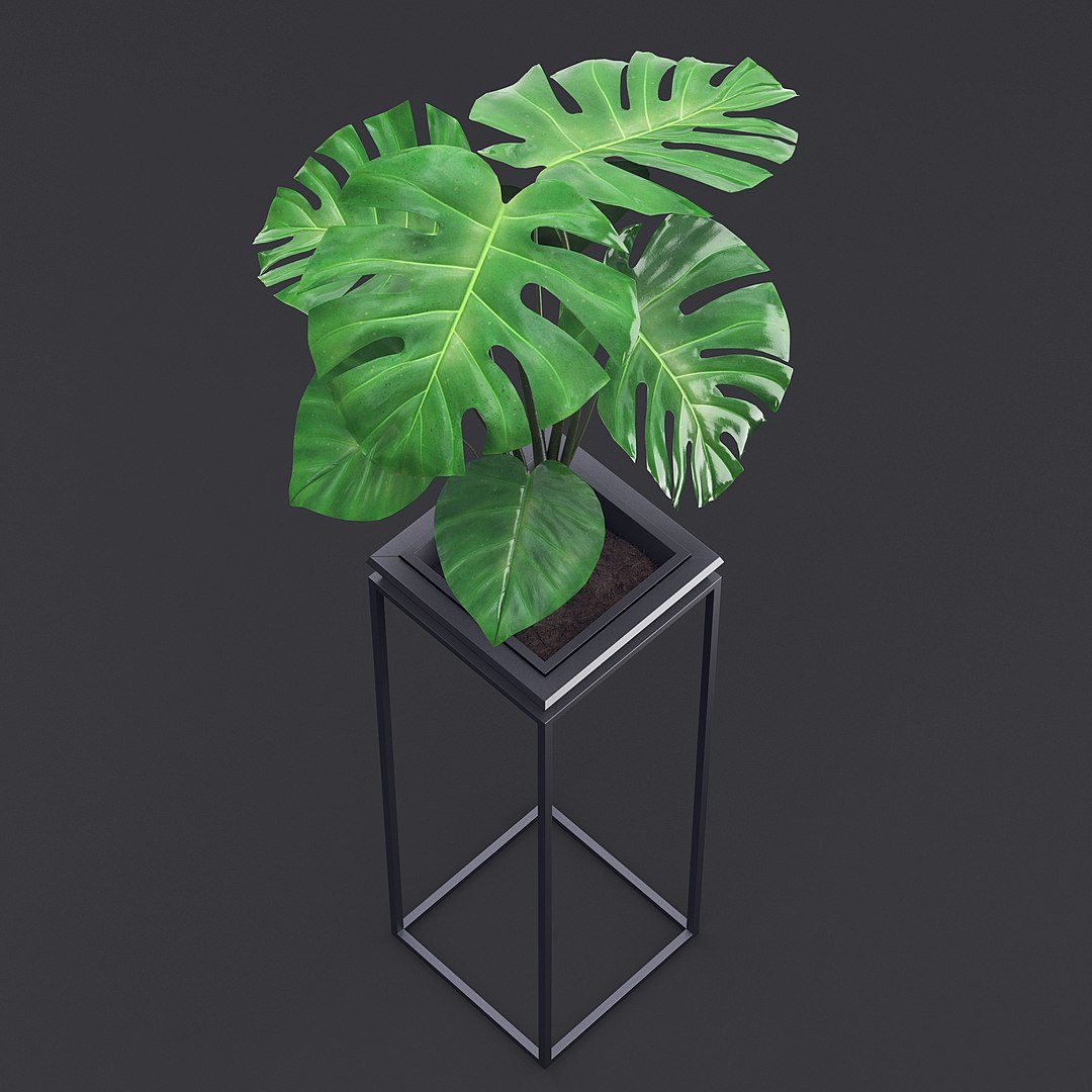 3D Cheese Plant III model https://p.turbosquid.com/ts-thumb/A1/uEcpzf/JV/cheese_plant_3_8/jpg/1681664901/1920x1080/fit_q87/561c71d965ee9a1891eac72acb1263c86f6ad6ca/cheese_plant_3_8.jpg