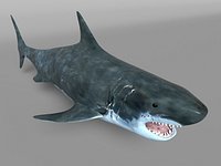 Shark MBS