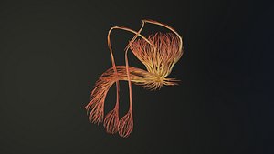 Human tescticles unrolling growing animation