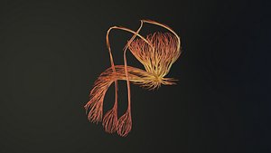 Human tescticles unrolling growing animation