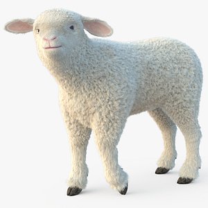 lamb fur rigged 3D model
