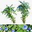 Ipomoea indica 02