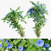 Ipomoea indica 02