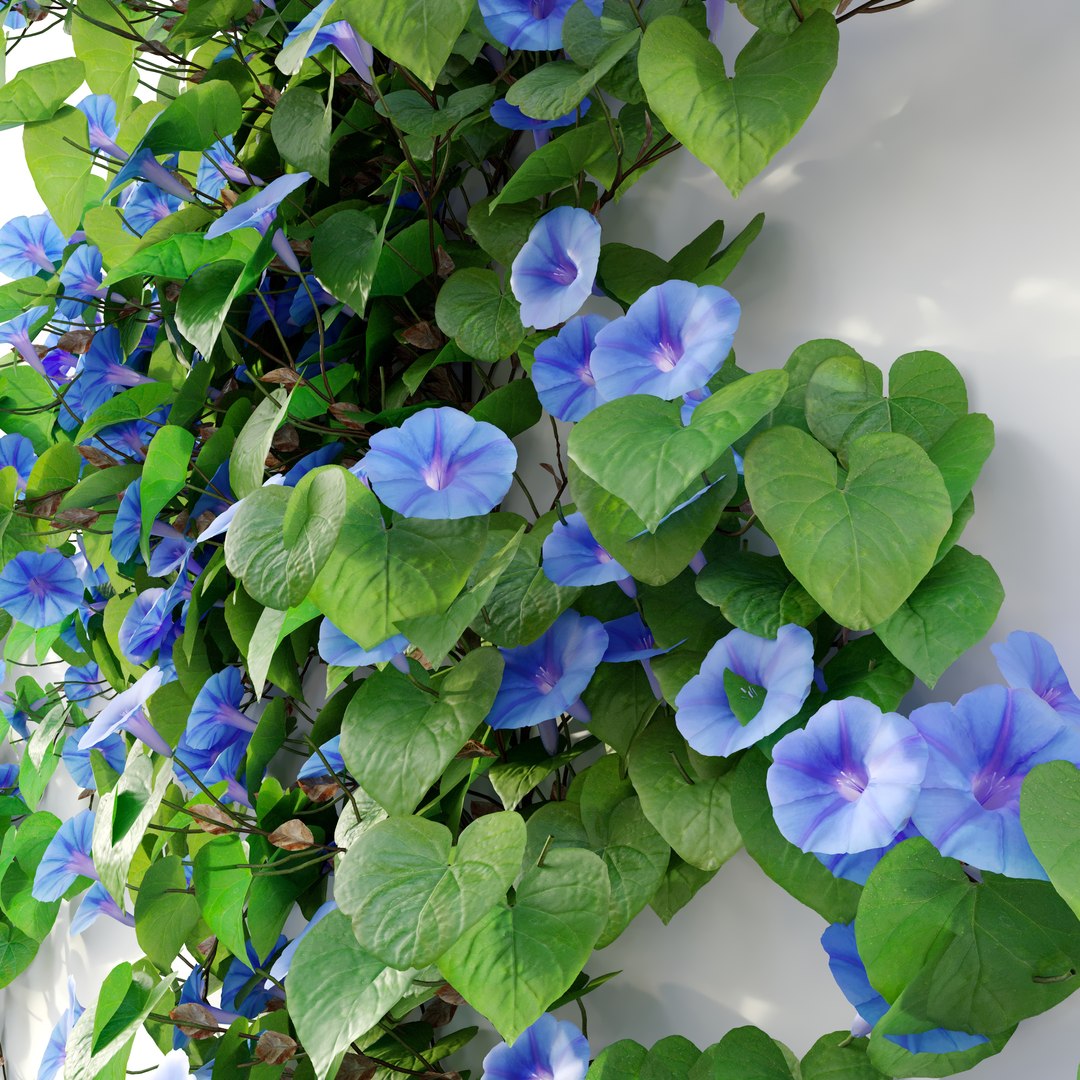 3D Ipomoea indica 02 model https://p.turbosquid.com/ts-thumb/A2/TUYE9u/Tu/preview4swep/jpg/1665643872/1920x1080/fit_q87/c2678471ab3f86b1cae71e388236f6f020b831ea/preview4swep.jpg